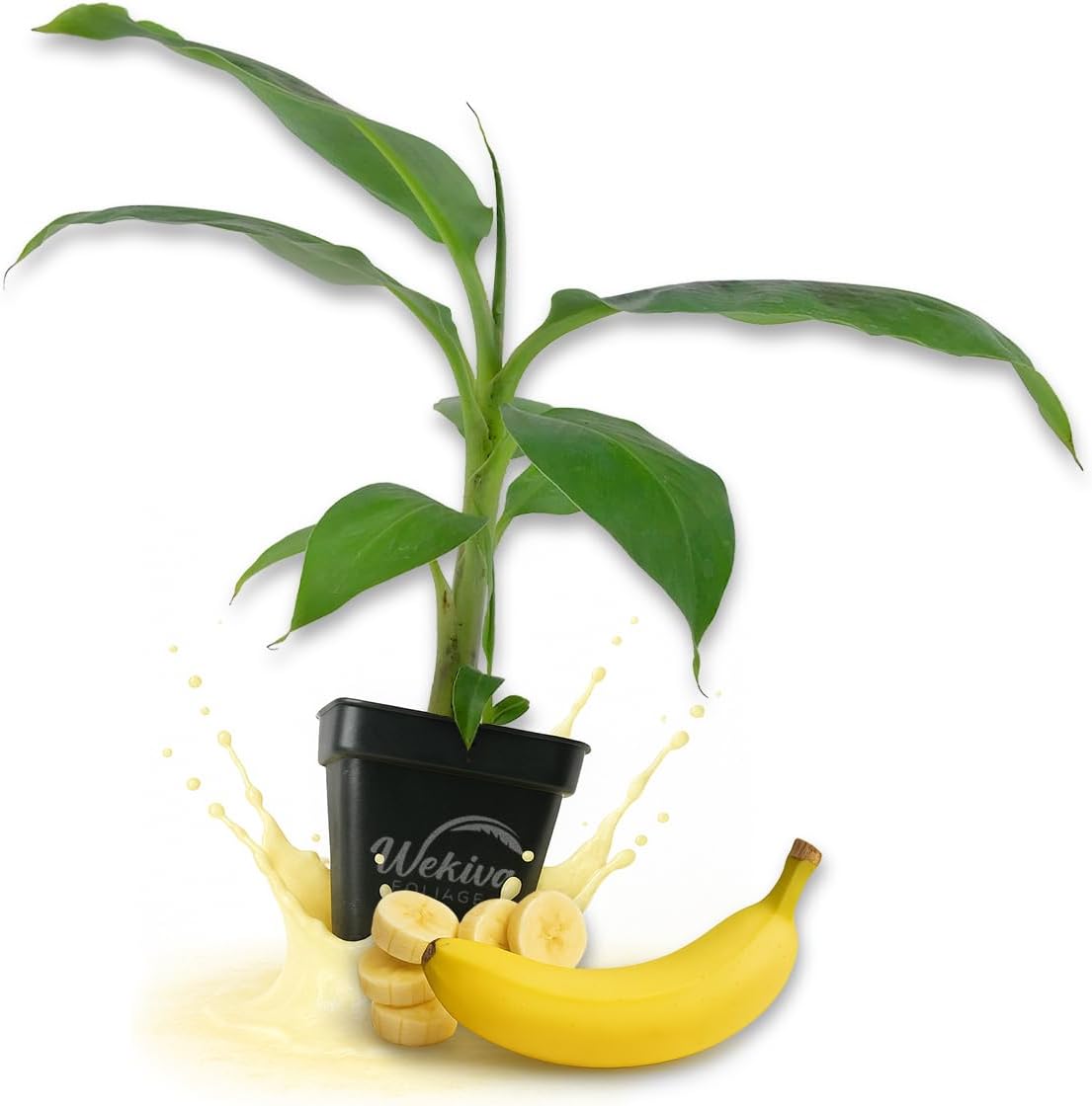 Dwarf Cavendish Banana Tree - 1 Live Plant in a 3 Inch Growers Pot - Musa Acuminata - Edible Fruit Bearing Tree for The Patio and Garden