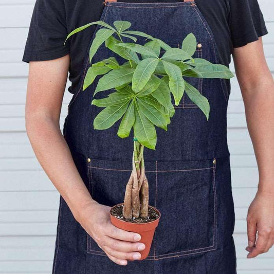 Money Tree Guiana Chestnut Pachira Braid Live Plant for Indoor | Different Houseplants in 3'' Pot | Real House Plant for Living Room, Office, Desk & Bathroom |