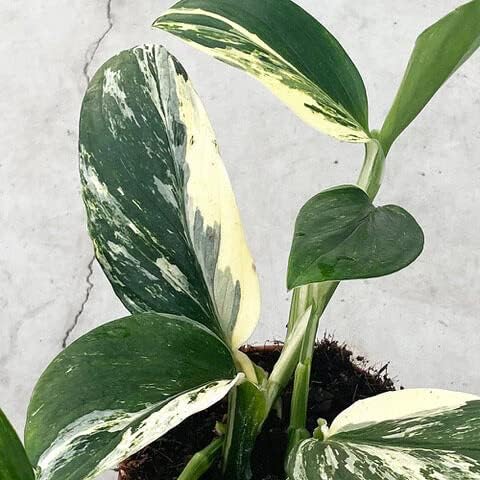Monstera Standleyana Potting Mix - Retains Moisture and Enhances Root Growth - 5 Quart