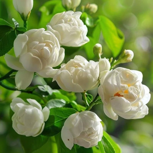 Jasmine Plant, Fragrant Jasmine Flower Vine 4-8 Inches Well Rooted for Container, Hanging Basket