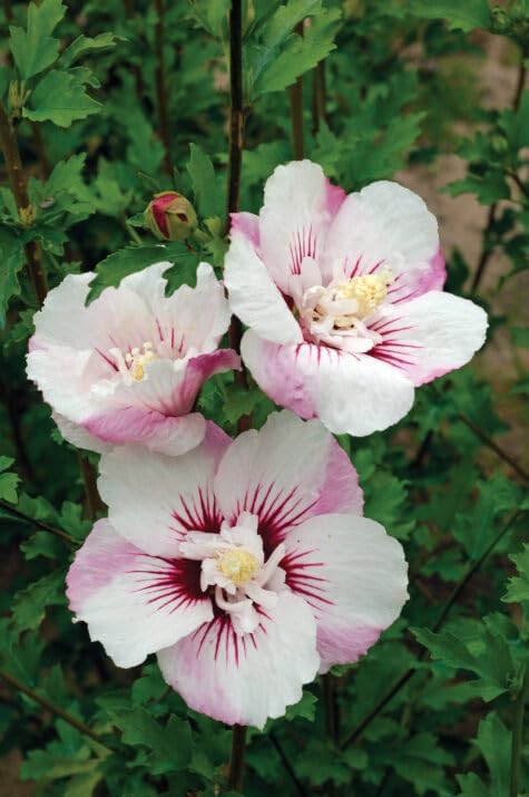Fiji™ Hibiscus Plant, 1 Gallon, White-Pink Flowers