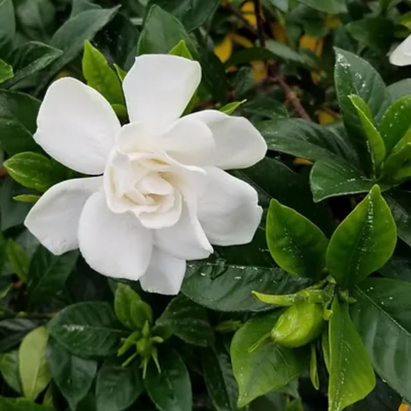 Gardenia Live Plant, White Flower Jasmine Gardenia Plant in 4 Inch Pot, White Gardenia Flower Live Plant, Fragrant Gardenia Plants Live Potted, Live Gardenia Jasmine Flower Starter Plant
