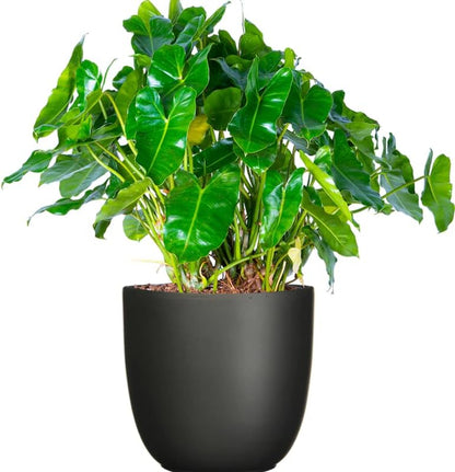 2 Green Leaf Philodendron Live Plant 5-9" Tall, Rare Tropical Indoor Houseplant Home Garden