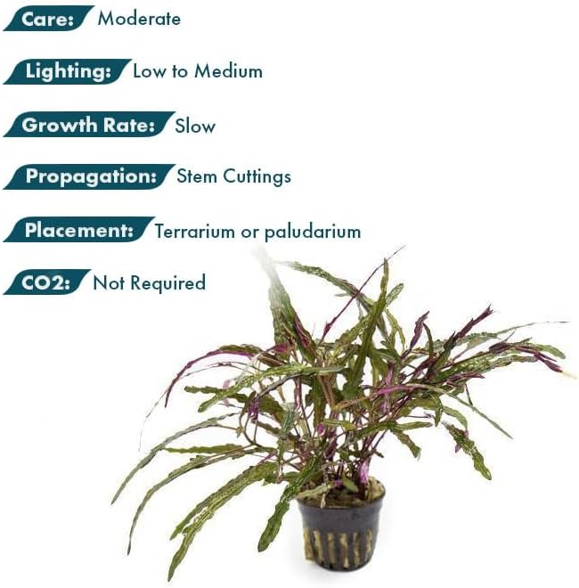 SubstrateSource Live Jungle Plants - Hemigraphis repanda (Hemigraphis sp.) - Low to Medium Light, Purple Green, Terrarium or Paludarium, Textured Rosette Groundcover - Pot
