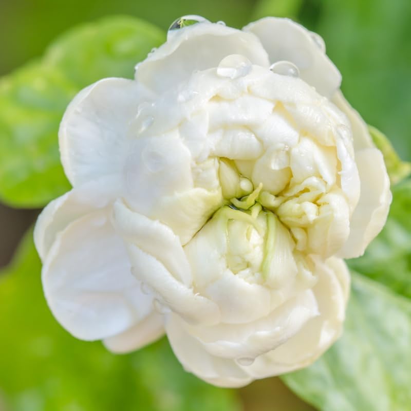 Jasmine Plant, Fragrant Jasmine Flower Vine 4-8 Inches Well Rooted for Container, Hanging Basket Growing (Duke of Tuscany)