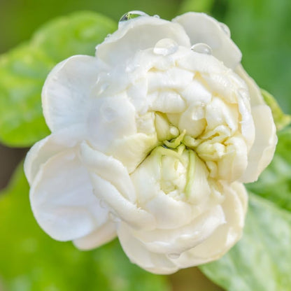 Jasmine Plant, Fragrant Jasmine Flower Vine 4-8 Inches Well Rooted for Container, Hanging Basket Growing (Duke of Tuscany)