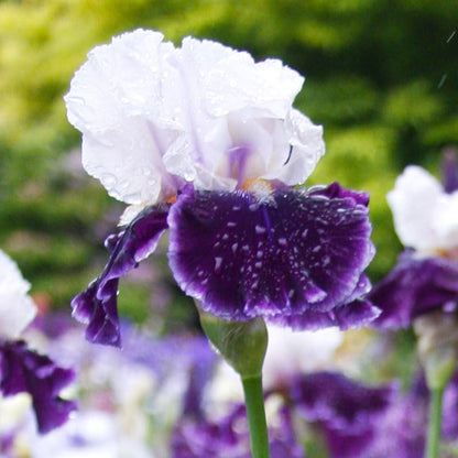 Let's Romp Bearded Iris Flower Bulbs - 1 Rhizome per Pack - Pleasantly Scented - Deer Resistant - Good as Cut Flowers - Naturalizing - Perennializing