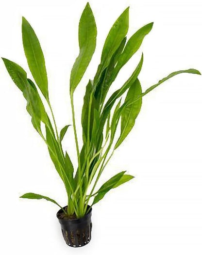 SubstrateSource Echinodorus Peruensis Sword Live Plant for Freshwater Aquariums, Natural Fish Tank Decorations, and Aquatic Decor (1 Pot (2-3 Plants))