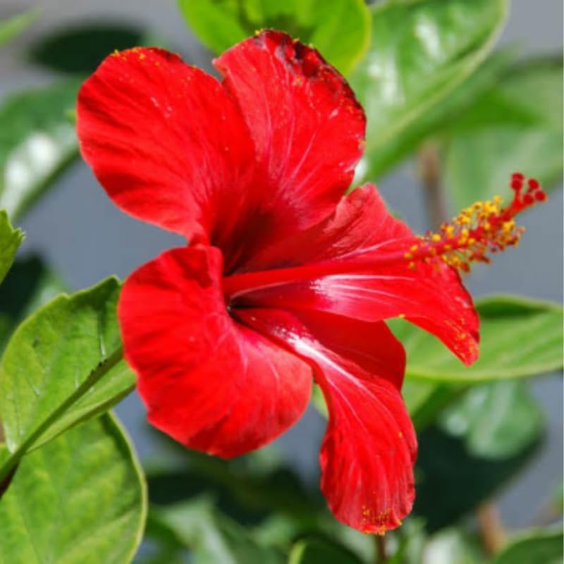 Red Hibiscus Plant Live, Hardy Hibiscus Flowers Colorful Blooms for Outdoor Landscapes, 8-10 Inch Height, Hibiscus Shrubs, No Pot, Well-Rooted