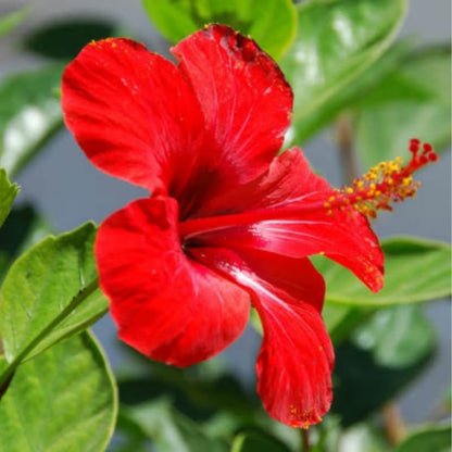 Red Hibiscus Plant Live, Hardy Hibiscus Flowers Colorful Blooms for Outdoor Landscapes, 8-10 Inch Height, Hibiscus Shrubs, No Pot, Well-Rooted