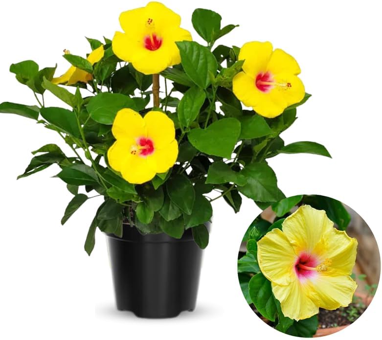 Rare Yellow Hibiscus Plant Live, Hardy Hibiscus Flowers Colorful Blooms for Outdoor Landscapes, 8-10 Inch Height, Hibiscus Shrubs, No Pot, Well-Rooted
