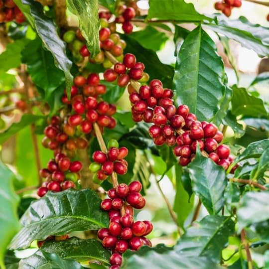 Coffee Plant Arabica (4 Pack) Real Live Plant for Sale | Coffee Lover's Dream | Easy to Grow Live for Planting | Grow Your Own Food on Your Edible Organic Garden |