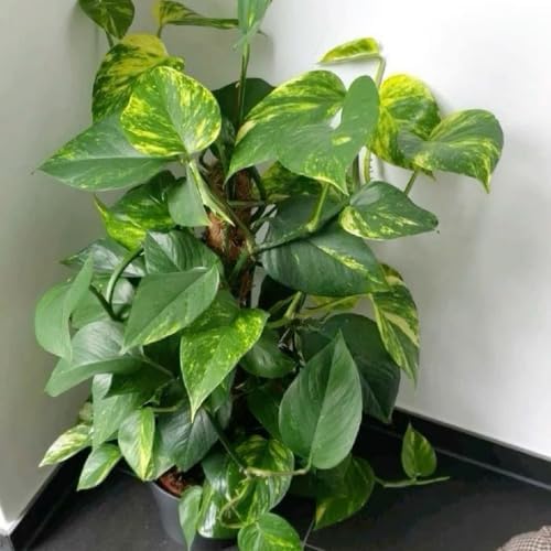 Golden Pothos Live Plant, 4-6" Tall Hanging Houseplant, Pothos Plant for Indoor Outdoors Garden, Live Houseplants Without Pot