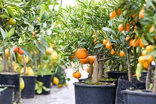 Premium Citrus Tree Potting Soil Mix - 5 Quart - Special Blend for Indoor Oranges, Lemons, Limes and More
