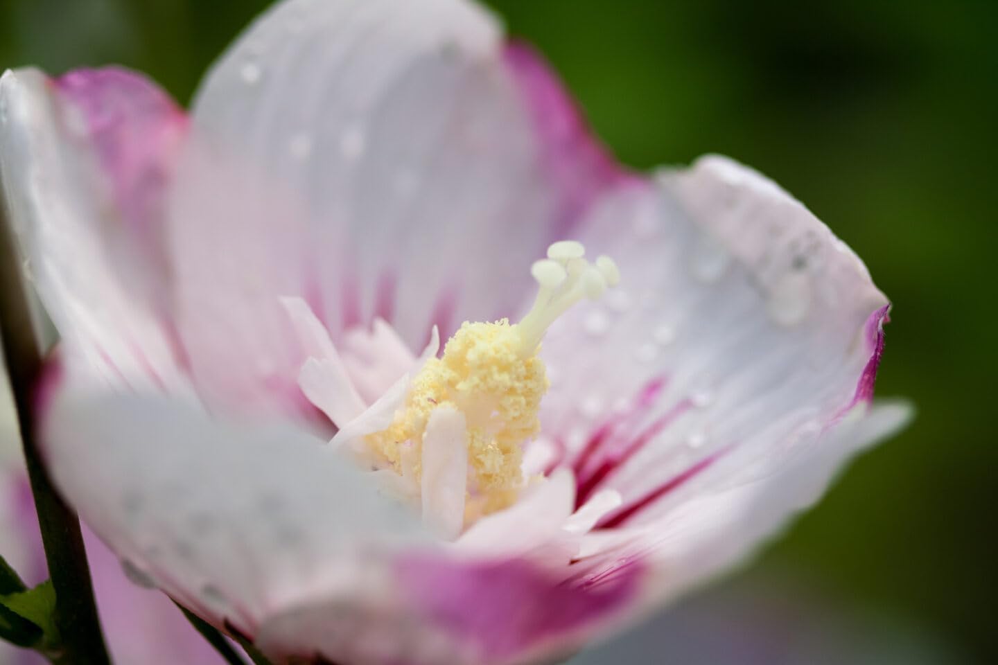 Fiji™ Hibiscus Plant, 1 Gallon, White-Pink Flowers
