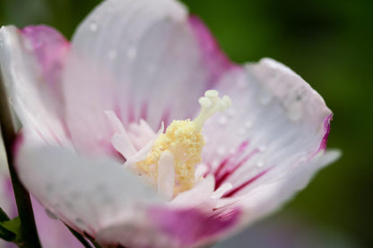 Fiji™ Hibiscus Plant, 1 Gallon, White-Pink Flowers