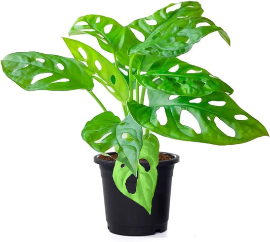 American Plant Exchange Monstera Adansonii – Live 4-Inch Pot Swiss Cheese Vine Plant, Small