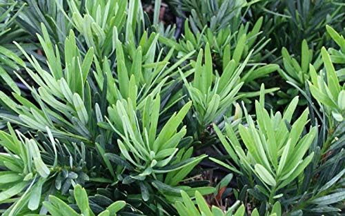 Dwarf Podocarpus Macrophyllus Pringles - 3 Live Plants - Dense Evergreen Low Hedge or Bonsai