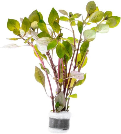 SubstrateSource Live Plant - Rotala Mexicana - Moderate Care, High Light, Bright Green Accent, Freshwater Aquatic Plant for Aquascaping - Lead Bunch