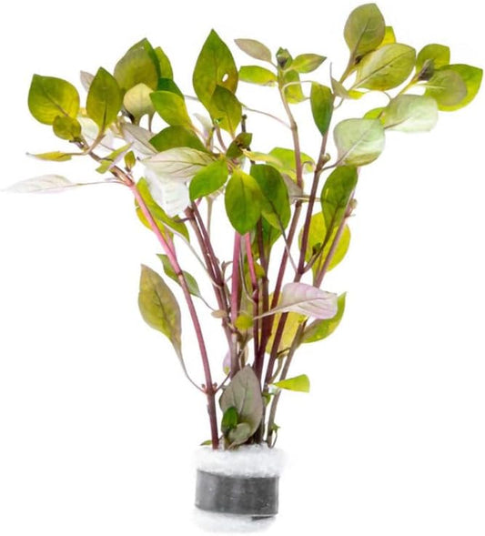 SubstrateSource Live Plant - Rotala Mexicana - Moderate Care, High Light, Bright Green Accent, Freshwater Aquatic Plant for Aquascaping - Lead Bunch