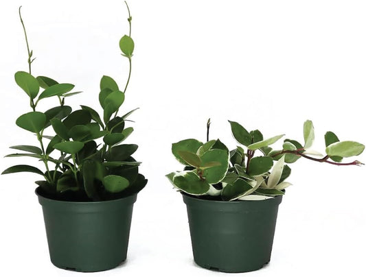 American Plant Exchange Assorted Hoya Plants – 6-Inch Pots, Pack of 2 – Live Flowering Wax Plants