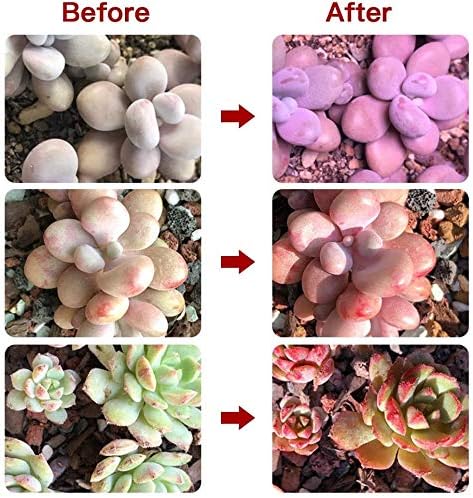 Grow Light for Indoor Plants,Full Spectrum Double Goosenecks Desk Clip Plant Lamp for Seedlings/Seeds/Succulents,Color Spectrum Changeable & Timer Setting 3H/9H/12H