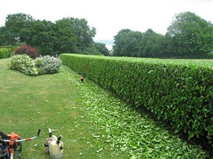 Viburnum Suspensum - 20 Live Plants - Evergreen Privacy Hedge