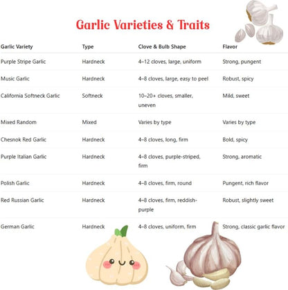 1 Pound Garlic for Planting in Fall Hardneck, 8-10 White Garlic Bulbs for Planting, Fresh and High Yield Bulb Variety Pack, Hardy and Fast Growing