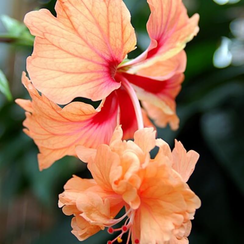 Peach Hibiscus Plant Live, Hardy Hibiscus Flowers Colorful Blooms for Outdoor Landscapes, 8-10 Inch Height, Hibiscus Shrubs, No Pot, Well-Rooted