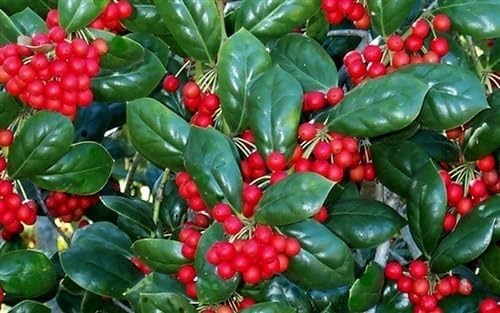 Burfordi Holly | 1 Extra Large 3 Gallon Plant | Ilex Cornuta | Fast Growing Evergreen Shrubs