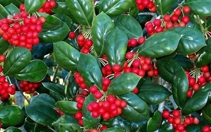 Burfordi Holly | 2 Extra Large 3 Gallon Plants | Ilex Cornuta | Fast Growing Evergreen Shrubs, Privacy Hedge Plants, Dark Green Foliage, Low Maintenance Landscaping, Ideal for Hedges and Borders