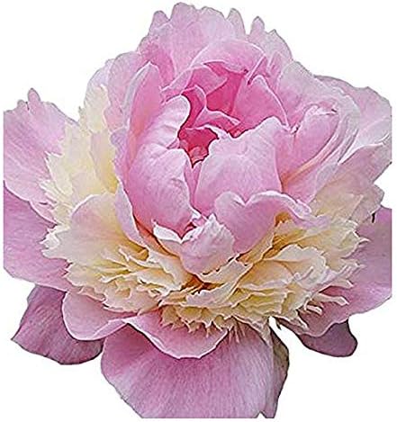 Sorbet Peony - Rose, Pink, White, and Cream - Fluffy Bomb Variety Bare Root | Live Peony Bare Root Plant