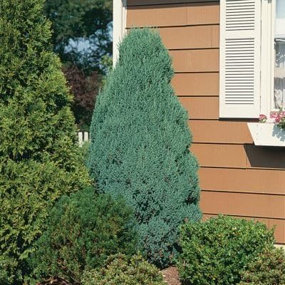 Blue Cone Arborvitae | 1 Live Gallon Size Plant | Vibrant Blue-Green Foliage for Landscaping, Hedges, and Privacy Screens, Drought and Deer Tolerant