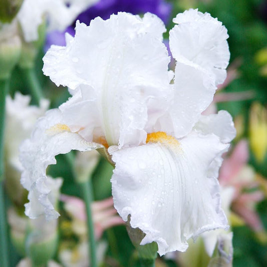 Winterfest Bearded Iris Flower Bulbs - 1 Rhizome per Pack - Attracts Butterflies and Hummingbirds - Deer Resistant - Good as Cut Flowers - Naturalizing - Perennializing