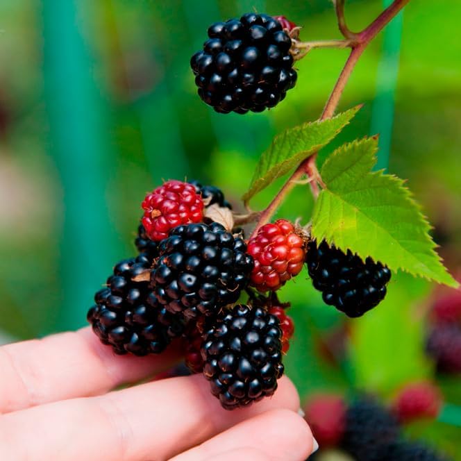 Boysenberry Plant (4 Pack) | Live Fruit Plant for Planting | Large, Juicy & Sweet Berries | Thorny & High-Yielding Variety | Grow Your Own Food in Your Edible Organic Garden | Perfect for Fresh Eating