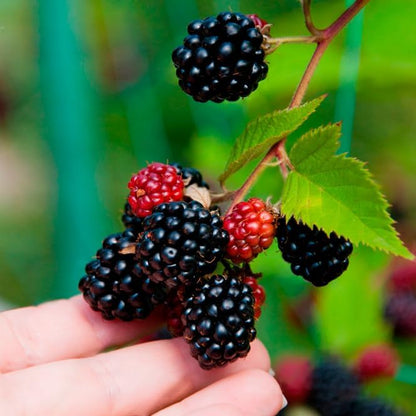 Boysenberry Plant (4 Pack) | Live Fruit Plant for Planting | Large, Juicy & Sweet Berries | Thorny & High-Yielding Variety | Grow Your Own Food in Your Edible Organic Garden | Perfect for Fresh Eating