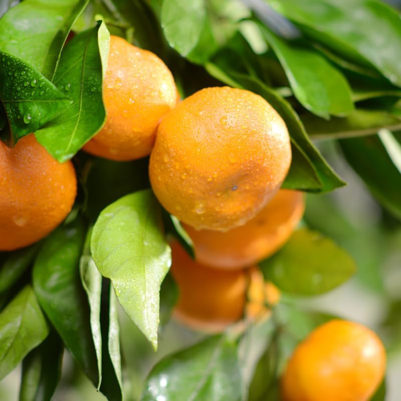 Live Satsuma Tree Plant, Satsuma Mandarin Trees Plant Live in Pot, 2 to 3 Feet Tall Live Mandarin Tree Plant, Mandarin Orange Trees Live for Outdoor Garden, No Ship to CA