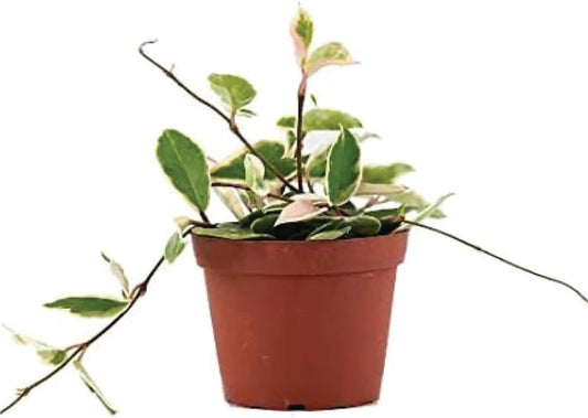 American Plant Exchange Hoya Carnosa 'Krimson Queen' Plant – 6-Inch Pot – Live Tricolor Wax Vine