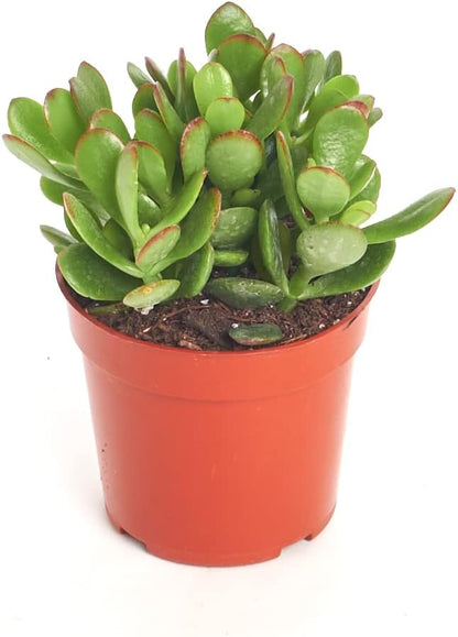 Shop Succulents Jade Succulent Plant, Crassula Ovata Fully Rooted Live 4" Succulent Plant, Low Maintenance Indoor Plant, Hardy Succulents, Hard to Kill Plants, Wedding and Party Favors, Gift & Garden