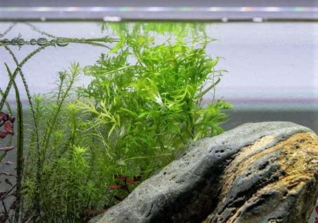 SubstrateSource Live Aquarium Stem Plants - Freshwater Aquatic Plant for Fish Tanks, Aquascaping - (Water Wisteria Hygrophila Difformis, 4 Bunches)