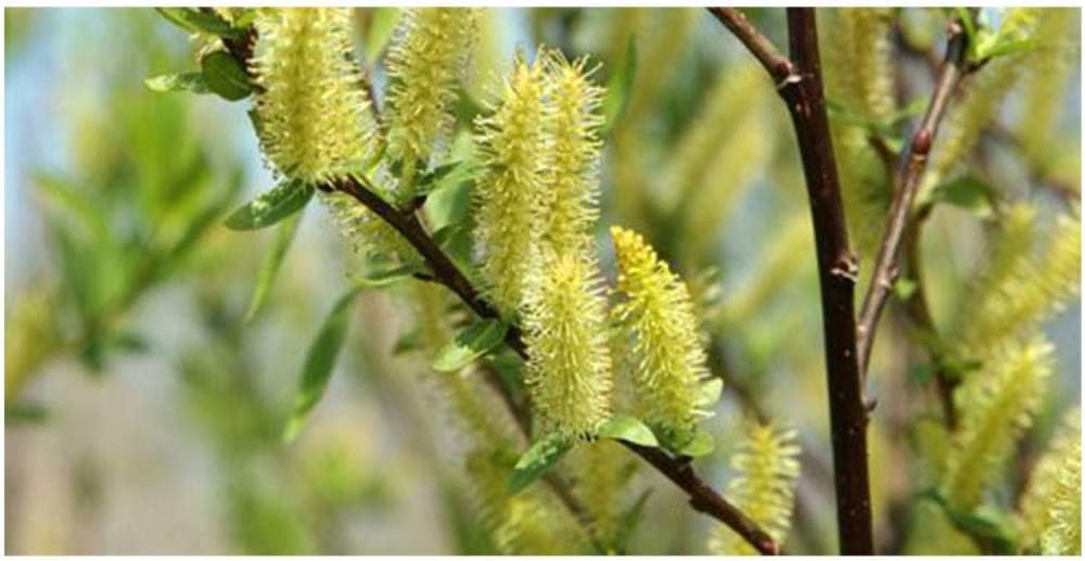 Weeping Willow - 1 Gallon Established Potted Plant - Salix babylonica, Fast Growing Tree, Shade Tree,