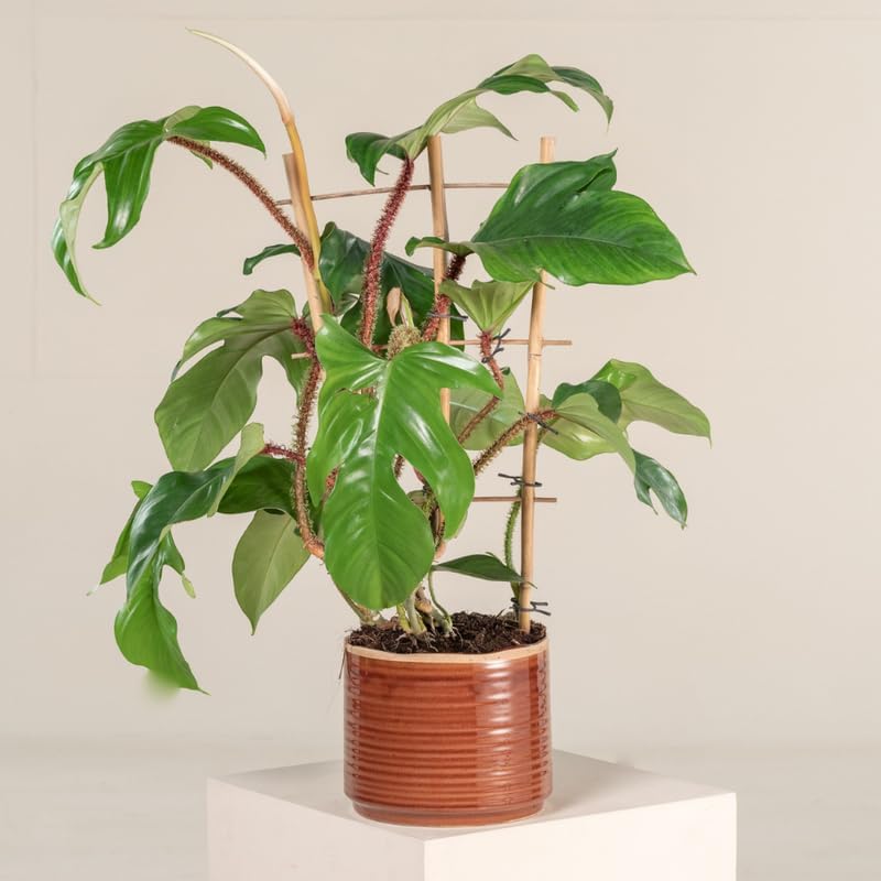 2 Green Leaves Philodendron Live Plant 5-9" Tall, Rare Tropical Indoor Houseplant Home Garden