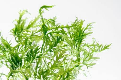 SubstrateSource Live Aquarium Stem Plants - Freshwater Aquatic Plant for Fish Tanks, Aquascaping - (Water Wisteria Hygrophila Difformis, 1 Bunch)