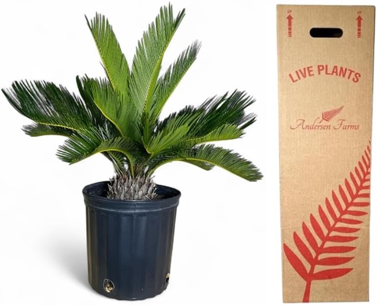Cycad Revoluta Palm, Live Indoor Outdoor Plant, 10-inch Grower Pot, Yellow Green, 28 Inches Tall, Natural