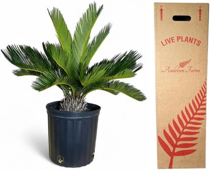 Cycad Revoluta Palm, Live Indoor Outdoor Plant, 10-inch Grower Pot, Yellow Green, 28 Inches Tall, Natural