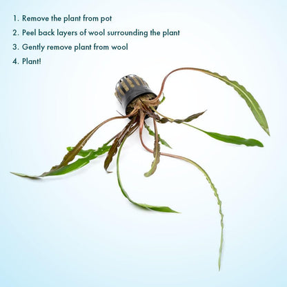 SubstrateSource Live Plants - Crypt Spiralis Tiger (Cryptocoryne spiralis 'Tiger') - Low to Medium Light, Green-Brown Color Aquatic Plant, Background Placement - Rosette Growth - Pot, 1 Pack