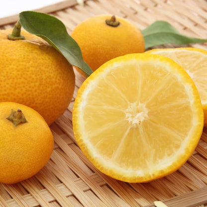 Yuzu Mandarin Tree Plant, Yuzu Tree Live Plant in Pot, 2 to 3 Feet Tall Yuzu Tree Plant, Yuzu Citrus Grafted Tree, Live Yuzu Plant Tree for Planting Outdoor Garden, No Ship to CA
