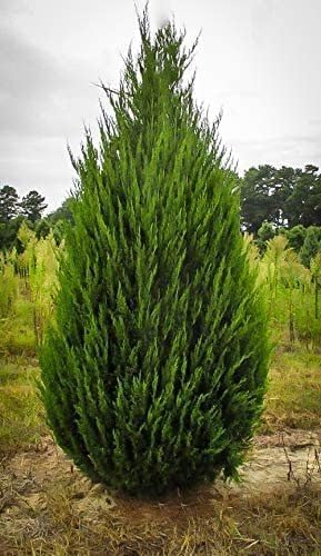 Spartan Juniper | 30 Live Trees | Juniperus Chinensis | Evergreen Privacy Screening Plant
