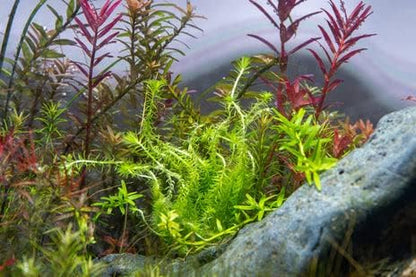 SubstrateSource Live Aquarium Stem Plants - Freshwater Aquatic Plant for Fish Tanks, Aquascaping - (Pearl Weed Hemianthus Micranthemoides, 4 Bunches)