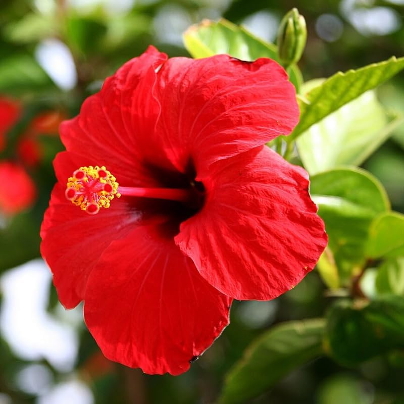 Red Hibiscus Plant Live, Hardy Hibiscus Flowers Colorful Blooms for Outdoor Landscapes, 8-10 Inch Height, Hibiscus Shrubs, No Pot, Well-Rooted